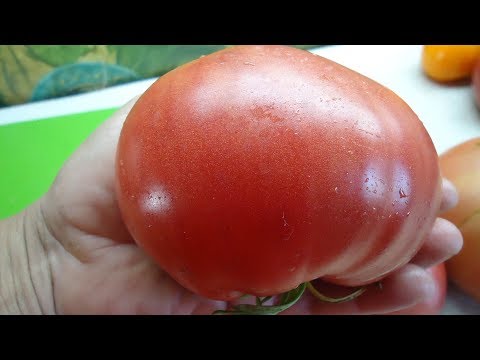 Tomato Favorite holiday: reviews, photos, yield