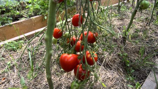 Tomato Favorite holiday: reviews, photos, yield