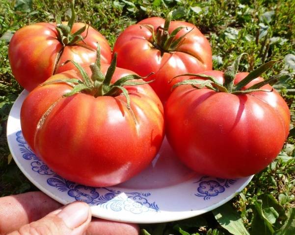 Tomato Favorite holiday: reviews, photos, yield