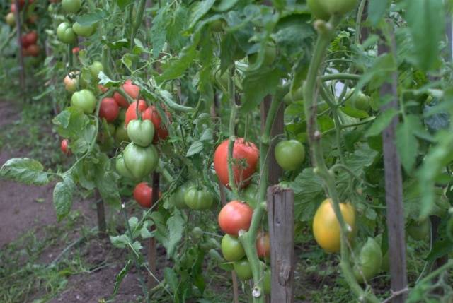 Tomato Favorite holiday: reviews, photos, yield