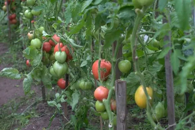 Tomato Favorite holiday: reviews, photos, yield