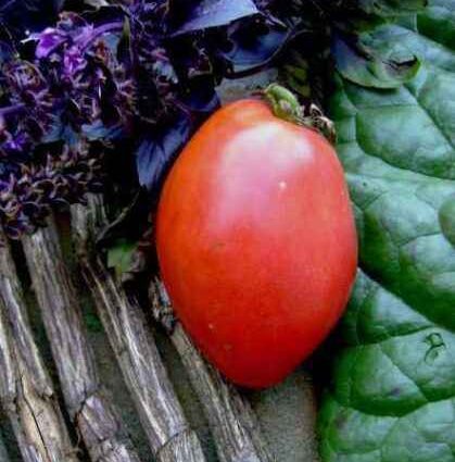 Tomato Favorite holiday: reviews, photos, yield