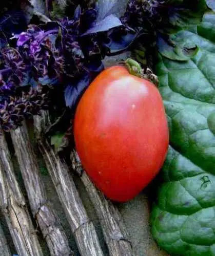 Tomato Favorite holiday: reviews, photos, yield