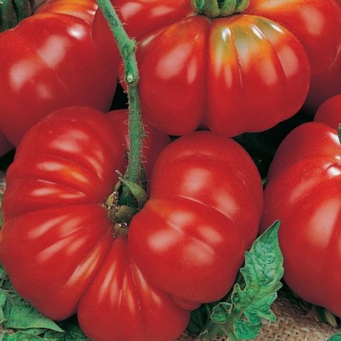 Tomato Female share F1: characteristics and description of the variety