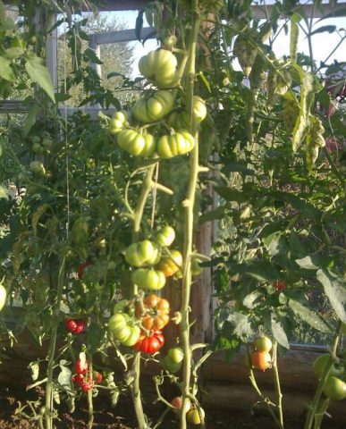 Tomato Female share F1: characteristics and description of the variety