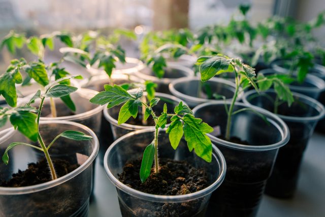 Tomato Female share F1: characteristics and description of the variety