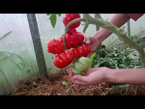 Tomato Female share F1: characteristics and description of the variety