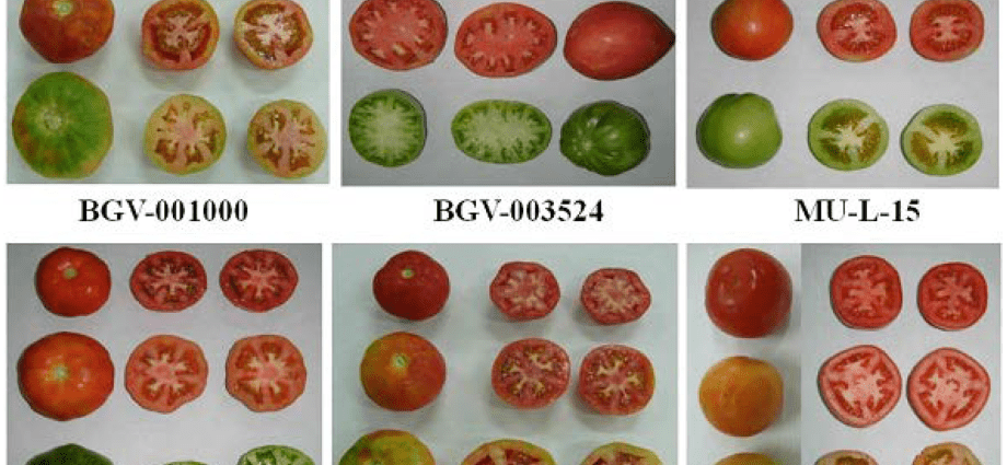 Tomato Female share F1: characteristics and description of the variety