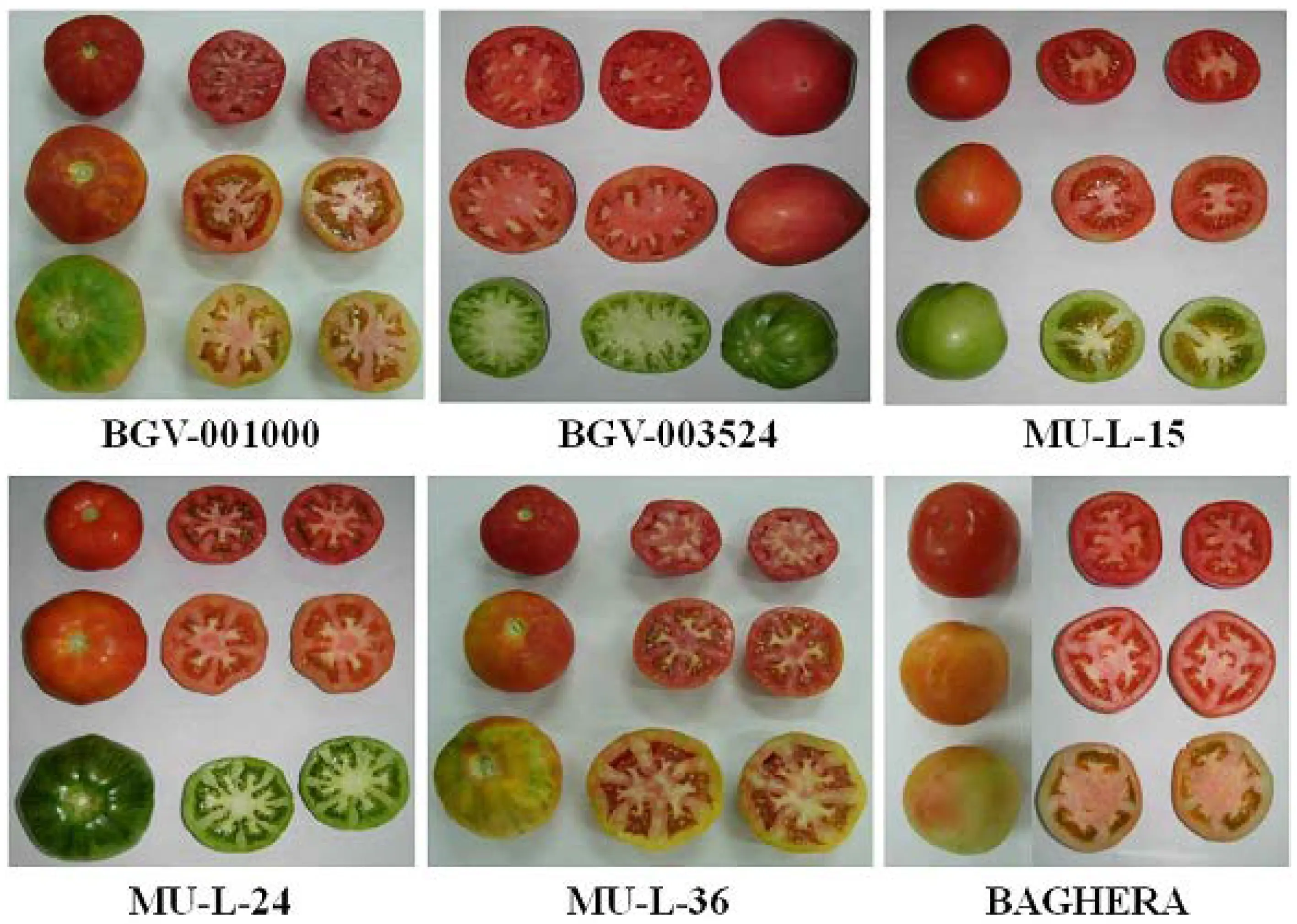 Tomato Female share F1: characteristics and description of the variety