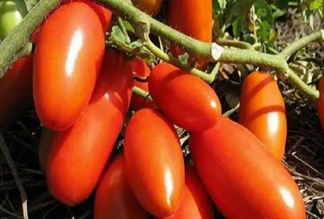 Tomato Gazpacho: reviews, photos, yield