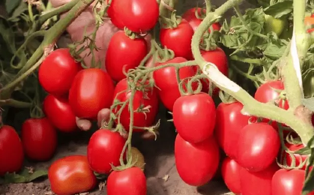 Tomato Gazpacho: reviews, photos, yield