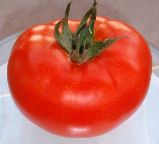 Tomato General F1