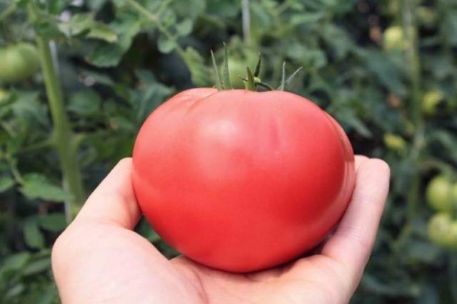 Tomato Gift to a woman: reviews, photos, yield