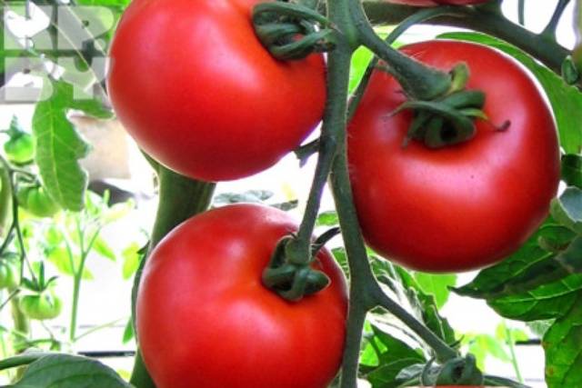 Tomato Gift to a woman: reviews, photos, yield