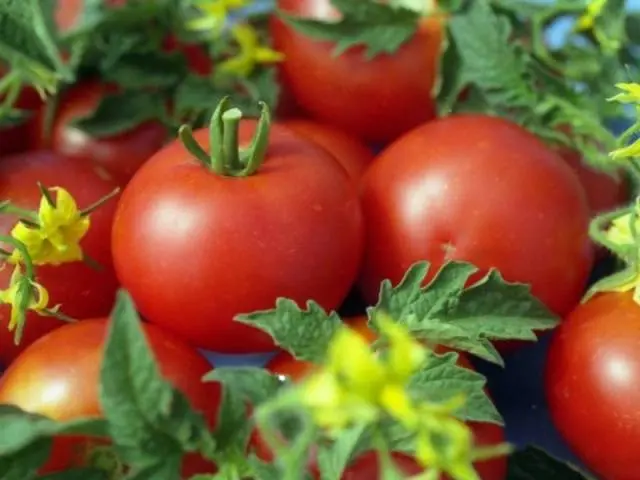 Tomato Gina TST: characteristics and description of the variety, reviews