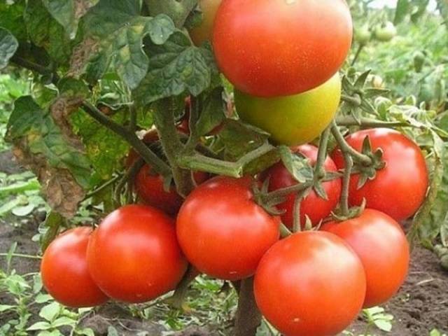 Tomato Gina TST: characteristics and description of the variety, reviews