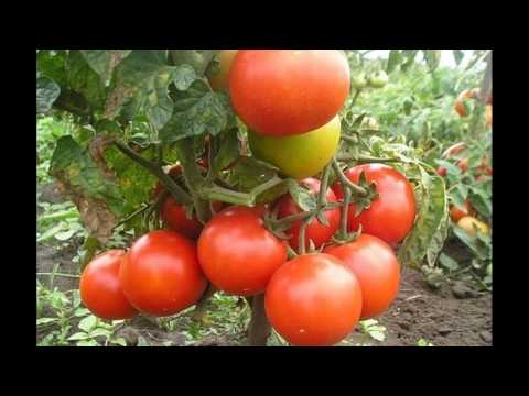 Tomato Gina TST: characteristics and description of the variety, reviews