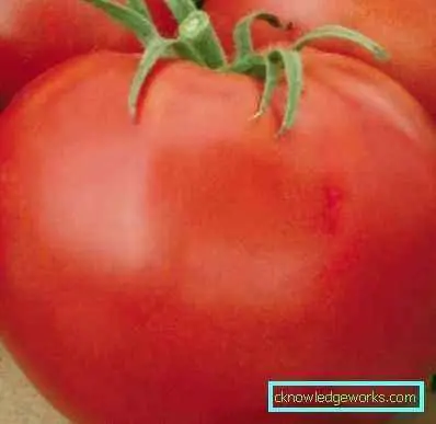 Tomato Gina TST: characteristics and description of the variety, reviews