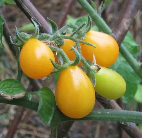 Tomato Golden eggs: characteristics and description of the variety