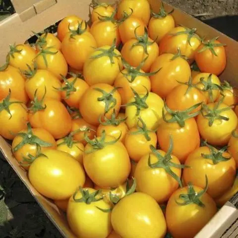 Tomato Golden eggs: characteristics and description of the variety