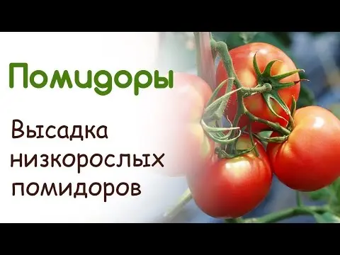 Tomato Golden eggs: characteristics and description of the variety