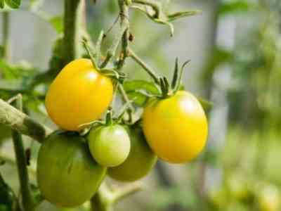 Tomato Golden eggs: characteristics and description of the variety