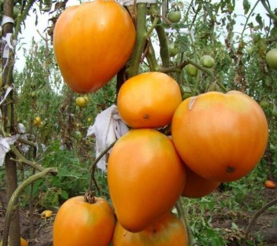 Tomato Golden Heart: reviews, photos, who planted