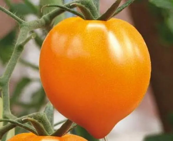 Tomato Golden Heart: reviews, photos, who planted