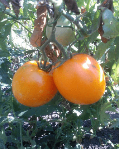 Tomato Golden Heart: reviews, photos, who planted