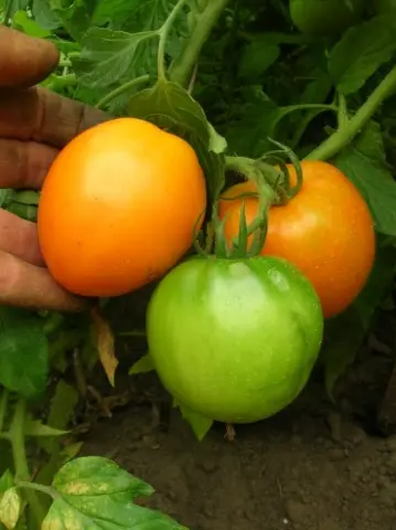 Tomato Golden Heart: reviews, photos, who planted