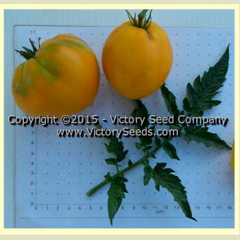 Tomato Golden Heart: reviews, photos, who planted