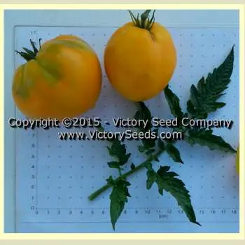 Tomato Golden Heart: reviews, photos, who planted