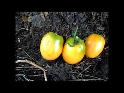 Tomato Golden Koenigsberg: reviews, photos, yield