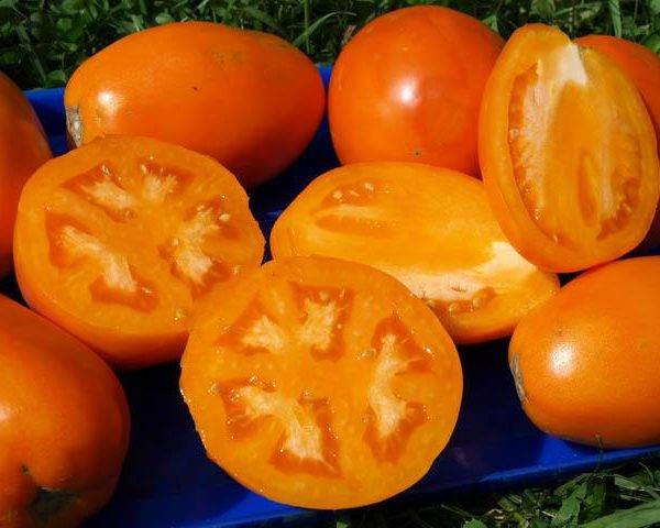 Tomato Golden Koenigsberg: reviews, photos, yield