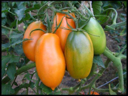 Tomato Golden Koenigsberg: reviews, photos, yield