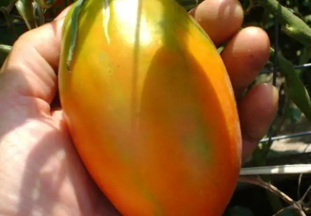 Tomato Golden Koenigsberg: reviews, photos, yield