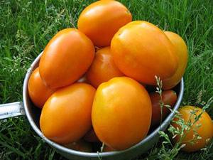 Tomato Golden Koenigsberg: reviews, photos, yield