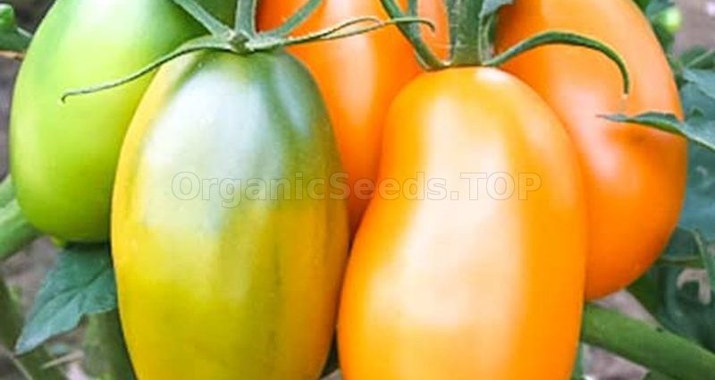 Tomato Golden Koenigsberg: reviews, photos, yield