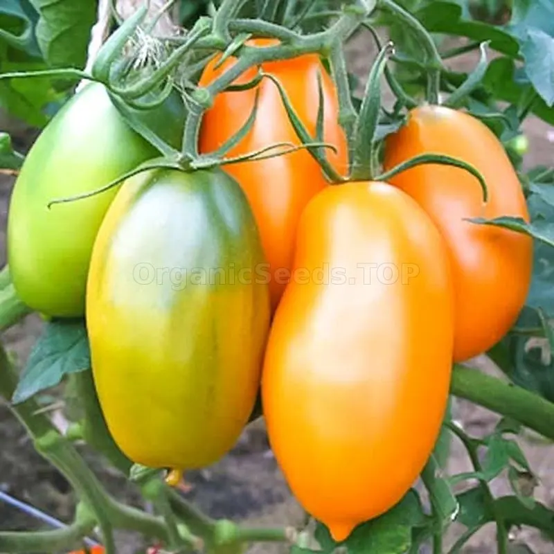 Tomato Golden Koenigsberg: reviews, photos, yield