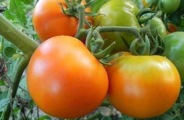 Tomato Golden mother-in-law: reviews, photos