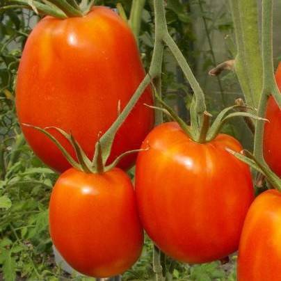 Tomato Goose egg: reviews, photos, yield