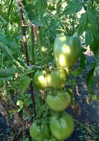 Tomato Goose egg: reviews, photos, yield