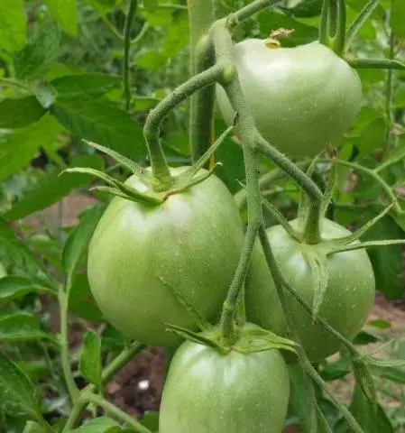 Tomato Goose egg: reviews, photos, yield