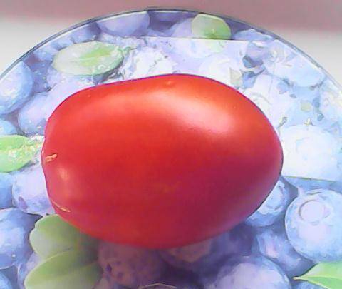 Tomato Goose egg: reviews, photos, yield