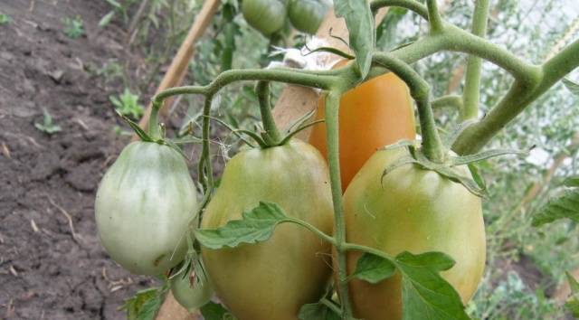 Tomato Goose egg: reviews, photos, yield