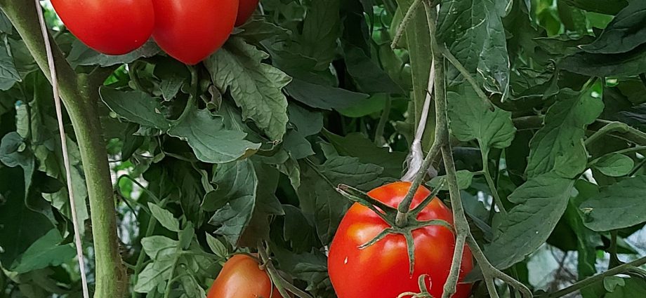 Tomato Goose egg: reviews, photos, yield