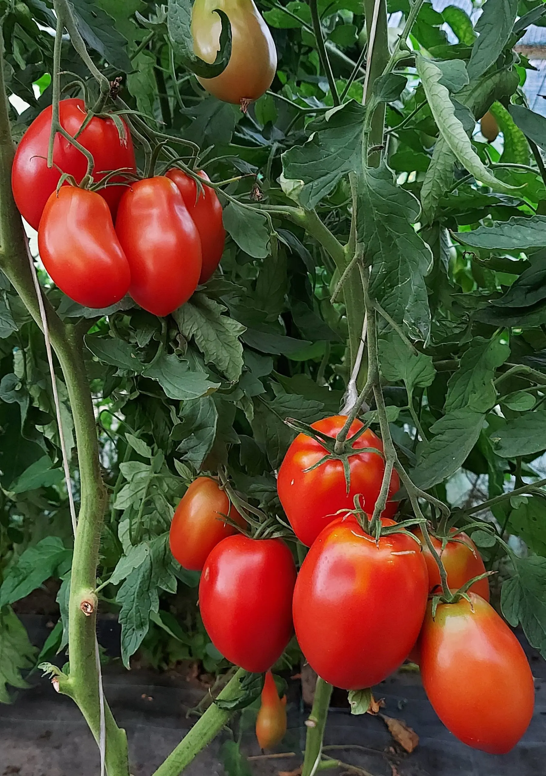 Tomato Goose egg: reviews, photos, yield