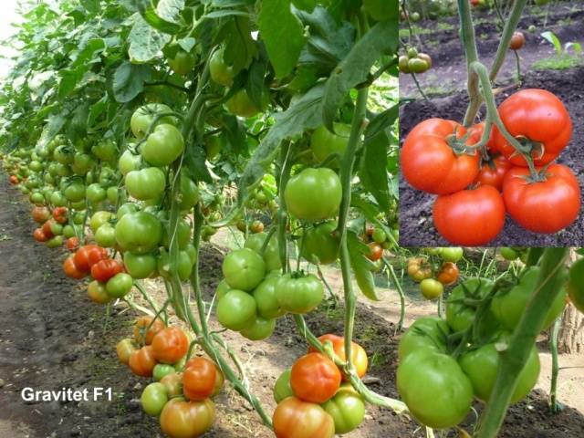 Tomato Gravity F1