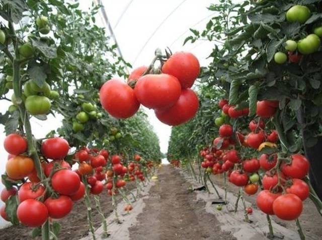 Tomato Gravity F1