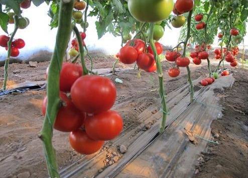 Tomato Gravity F1